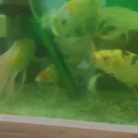 آکواریوم 80در 60با ماهی ودستگاهاش|ماهی|سبزوار, هویزه|دیوار