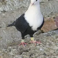 یک جفت جوجه کربلایی