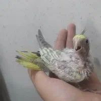 جوجه عروس هلندی