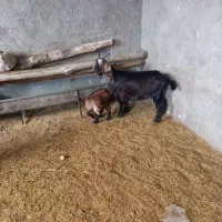 دوتا بز دوتا بزغاله