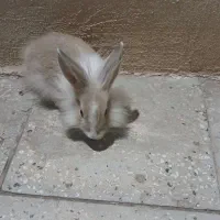 خرگوش|موش و خرگوش|سبزوار, هویزه|دیوار