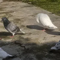 کبوتر پروازی