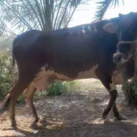 گاو زاییده با گوساله نر سالم و سرحال