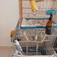 عروس هلندی.وطوطی برزیلی|پرنده|محمدیه-قزوین, |دیوار