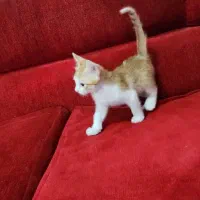 گربه دوماهه