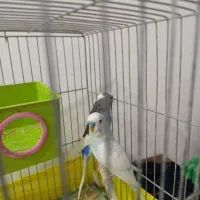 یه جفت مرغ عشق