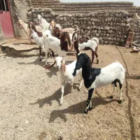 چند عدد بز پاکستانی|حیوانات مزرعه|شیروان (خراسان), |دیوار