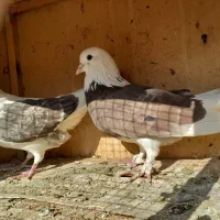 کبوتر معاوضه با سهره|پرنده|تهران, وحیدیه|دیوار