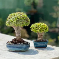 بنسای جید خرفه کراسولا|گل و گیاه طبیعی|تهران, بهارستان|دیوار