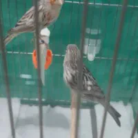 یک جفت قناری توپاژ|پرنده|بندر ماهشهر, |دیوار