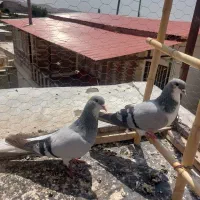 بدرنگ