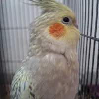 ۸ عدد عروس هلندی