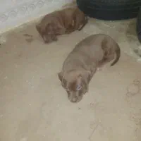 توله میکس پیتبول روتوایلر ماده