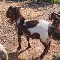 یک عدد تیشتر نژدی