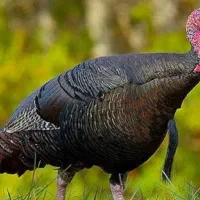 کنسانتره و غذای بوقلمون