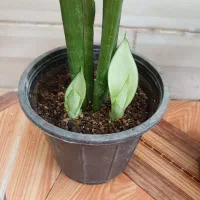 حراج با هم ۱۵۰ دوتا بزرگن