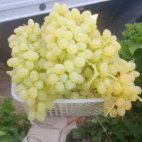 باغ-3000-متری-سعدی