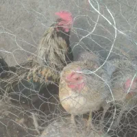 مرغ و خروس گلین