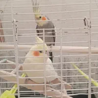 عروس هلندی|پرنده|پاکدشت, پاکدشت (مامازند)|دیوار