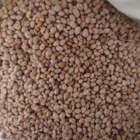 لوبیا چیتی دست چین شده