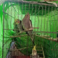 عروس هلندی