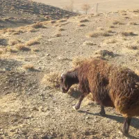 دو عدد میش روزگاری|حیوانات مزرعه|داران, |دیوار