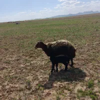 میش بره دار افشار مهربان