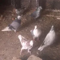 کفتر یا کبوتر|پرنده|ملایر, |دیوار