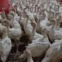 فروش بوقلمون بیوتی6
