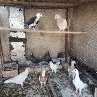 فروشی پرشی