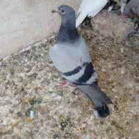 سبز.سوسک کاکلی