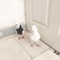 کبوتر طوقی|پرنده|بندرعباس, |دیوار