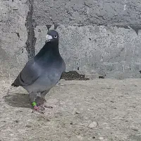 کبوتر کبود پلاکی|پرنده|الوند, |دیوار