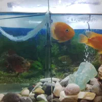 ماهی|ماهی|الوند, |دیوار