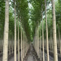 صــنـوـبر تجربه‌ای اقتصادی و چشمگیر برای باغداران