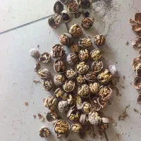 گردو درجه یک|عمده‌فروشی|پیرانشهر, |دیوار