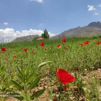 گوسفند صحرا|فروش دفتر صنعتی، کشاورزی، تجاری|داران, |دیوار