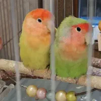 طوطی کوتوله برزیلی