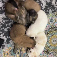 واگذاری توله سگ اشپیتز تریر|سگ|خارک, |دیوار