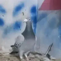 کفتر|پرنده|بیرجند, |دیوار