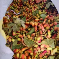 پسته|خوردنی و آشامیدنی|قم, زند آباد|دیوار