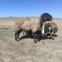 قوچ گله شش دندان|حیوانات مزرعه|اردبیل, |دیوار