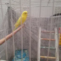 مرغ   هشق سنخنگو  ۴۷۰