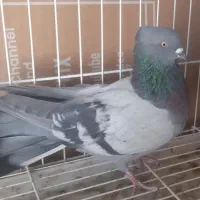 سبز کاکلی|پرنده|فردیس, نسترن شرقی|دیوار