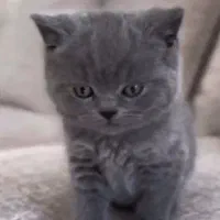 گربه دو ماهه اسکاتیش سالم با کارت سلامت|گربه|تهران, اختیاریه|دیوار