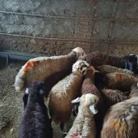 قشلاق  زنده مرتعهای غرب ازادی