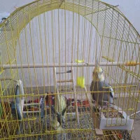 عروس هلندی