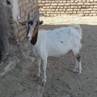 بز آبستن|حیوانات مزرعه|فردوس (خراسان), |دیوار