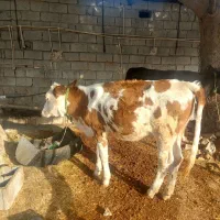 ۲عدد گوساله ماده|حیوانات مزرعه|اندیمشک, |دیوار