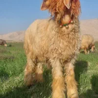 بره تخمی|حیوانات مزرعه|مسجد سلیمان, |دیوار